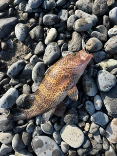 オオモンハタの釣果
