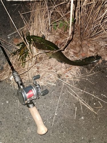 ナマズの釣果