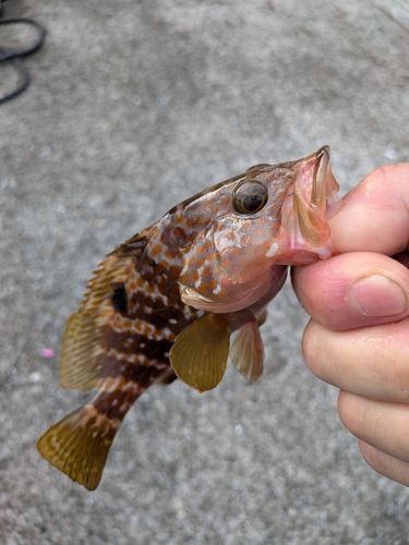 ハタの釣果