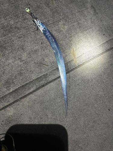 タチウオの釣果