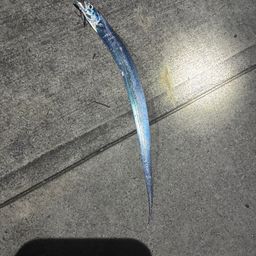 タチウオ