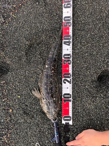 マゴチの釣果
