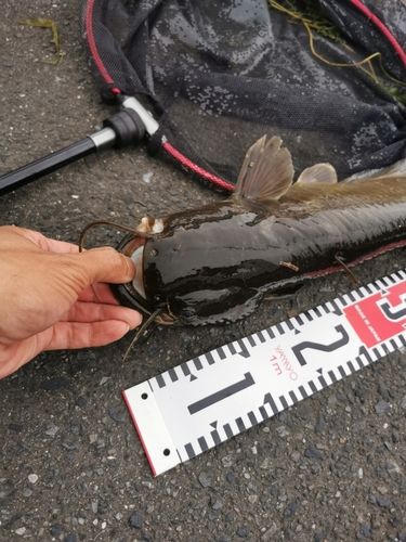 ナマズの釣果