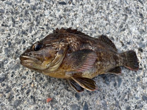 ムラソイの釣果