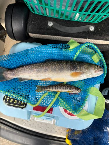 イワナの釣果