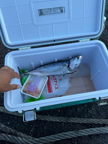 マルソウダの釣果