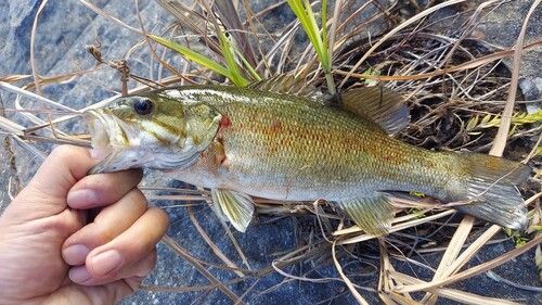 スモールマウスバスの釣果