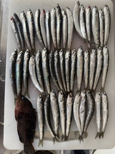カタクチイワシの釣果