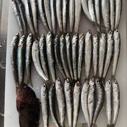 カタクチイワシ