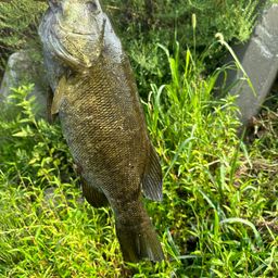 スモールマウスバス