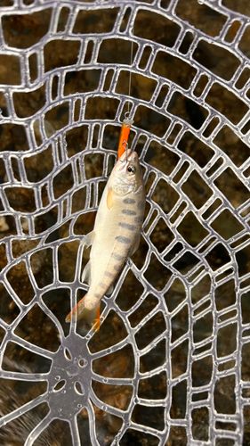 アマゴの釣果