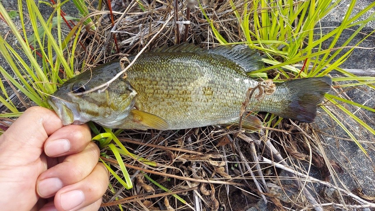 スモールマウスバス