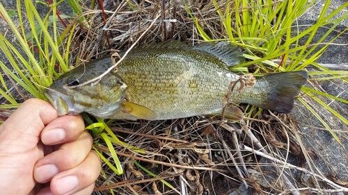 スモールマウスバスの釣果