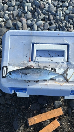 ヒラソウダの釣果
