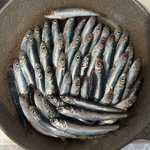 ウルメイワシの釣果