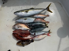 サバの釣果