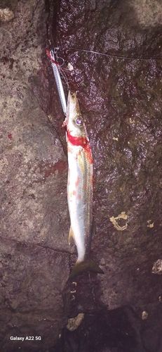 カマスの釣果