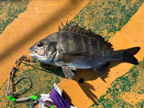 クロダイの釣果