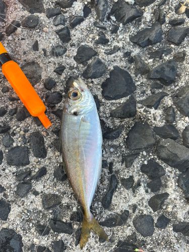 キスの釣果