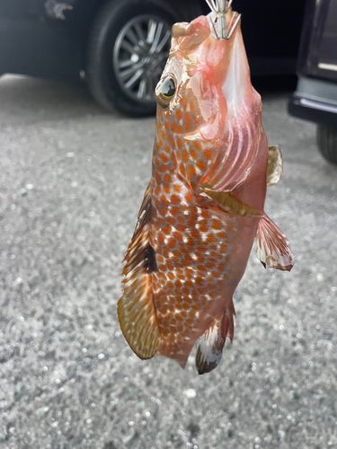 アコウの釣果