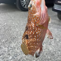 アコウ