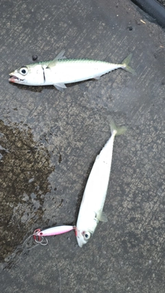 サバの釣果
