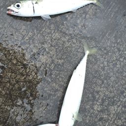 サバ