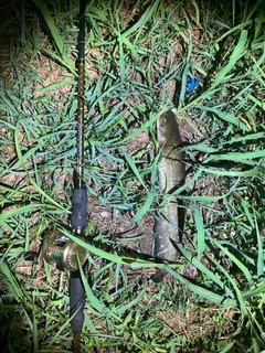 ナマズの釣果