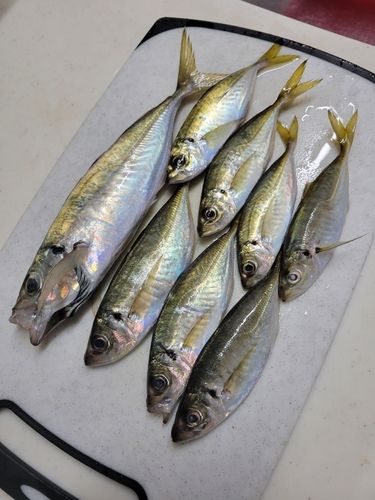 アジの釣果