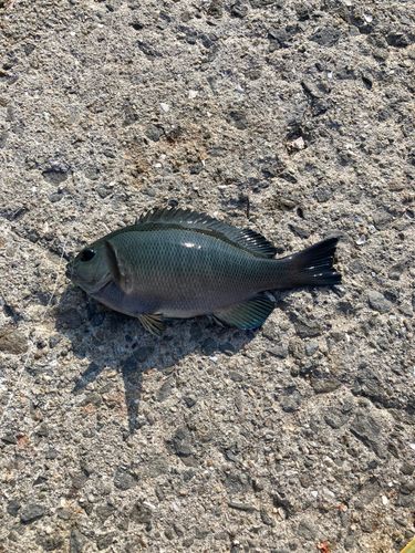 グレの釣果