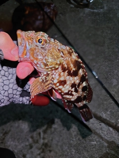 カサゴの釣果