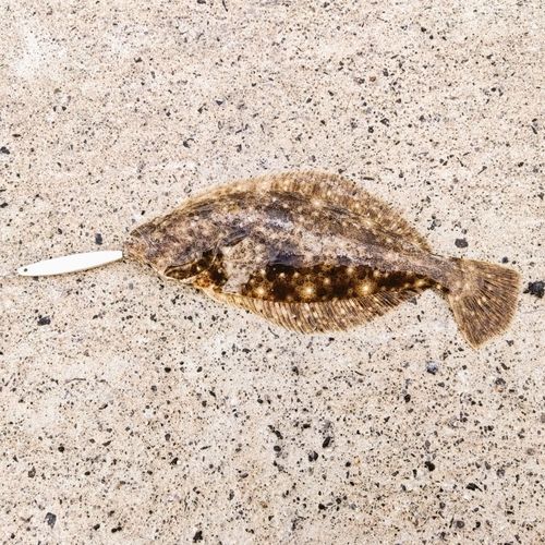 ソゲの釣果