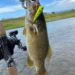 スモールマウスバス