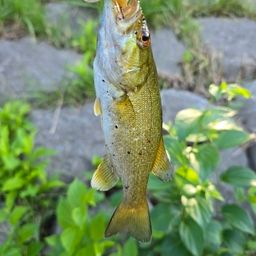 スモールマウスバス