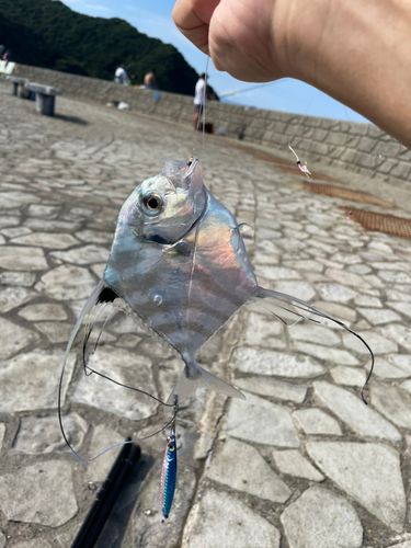 イトヒキアジの釣果