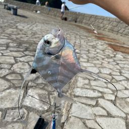 イトヒキアジ