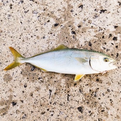 フクラギの釣果