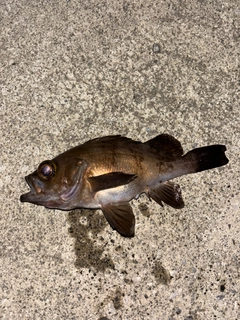メバルの釣果