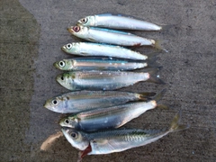 ウルメイワシの釣果