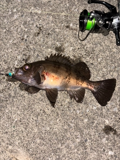 メバルの釣果