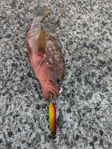 キジハタの釣果