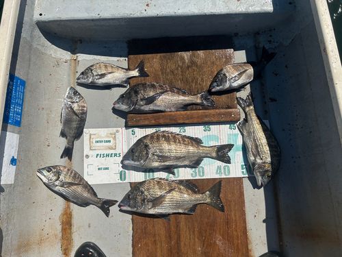 クロダイの釣果