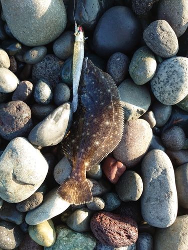 ソゲの釣果
