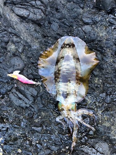 アオリイカの釣果