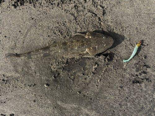 マゴチの釣果