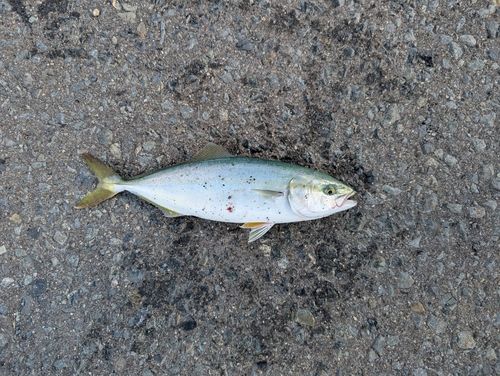 イナダの釣果