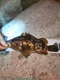 タケノコメバルの釣果