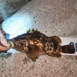 タケノコメバル