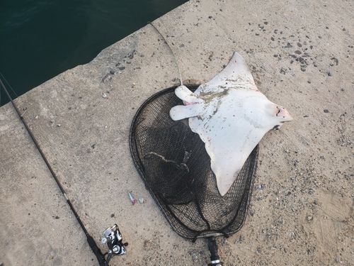 ナルトビエイの釣果