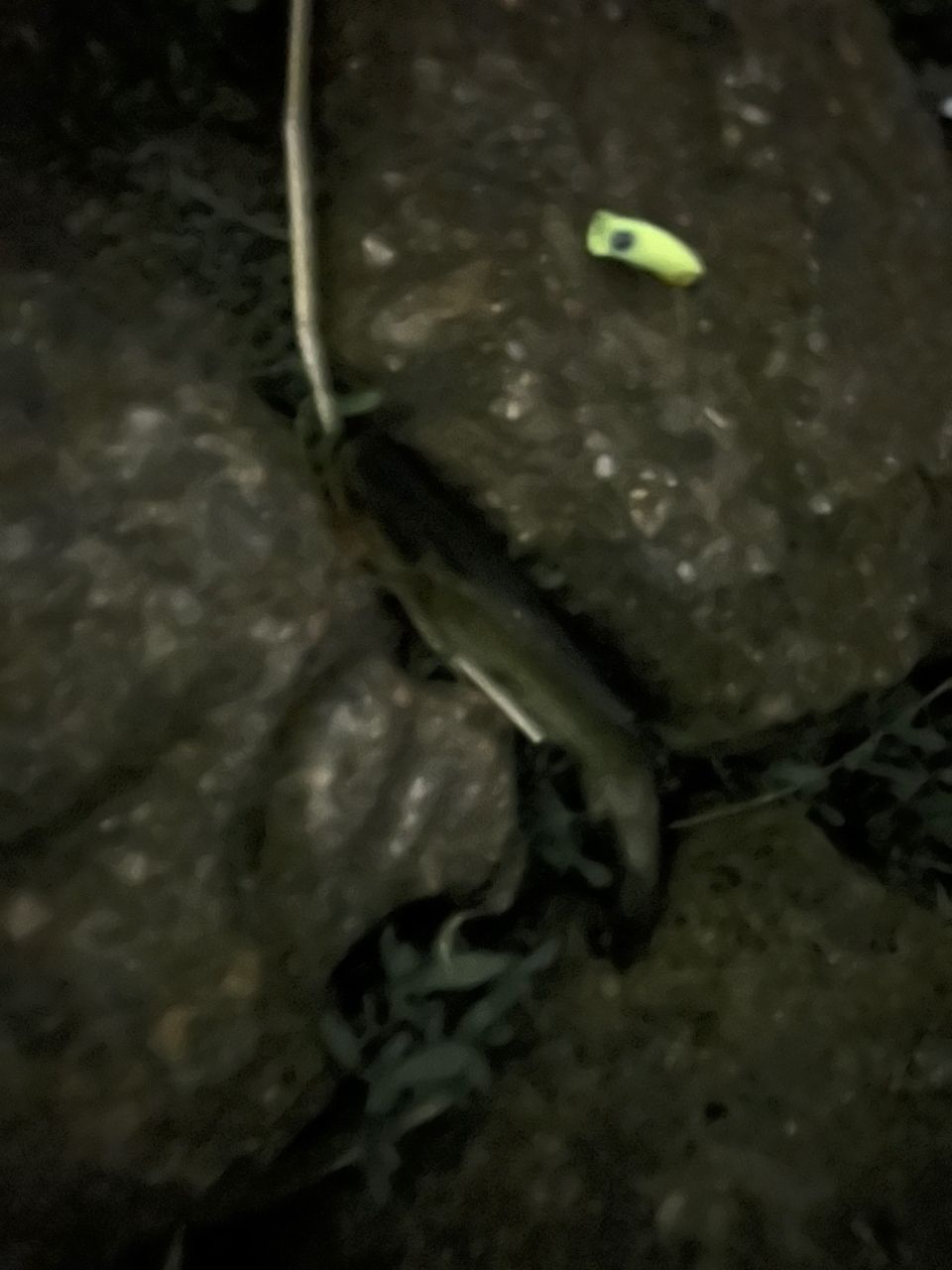 ブラックバス